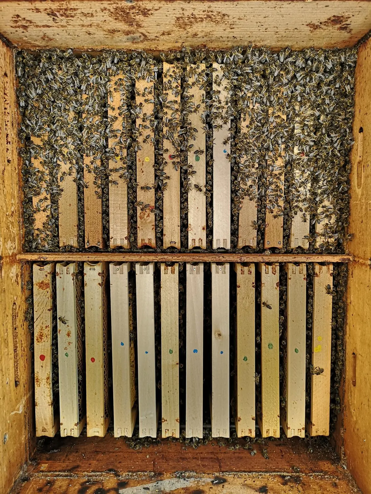 Utrinki iz čebelnjaka 38